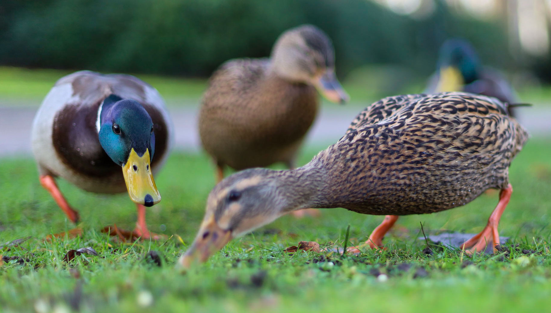 Ducks grazing