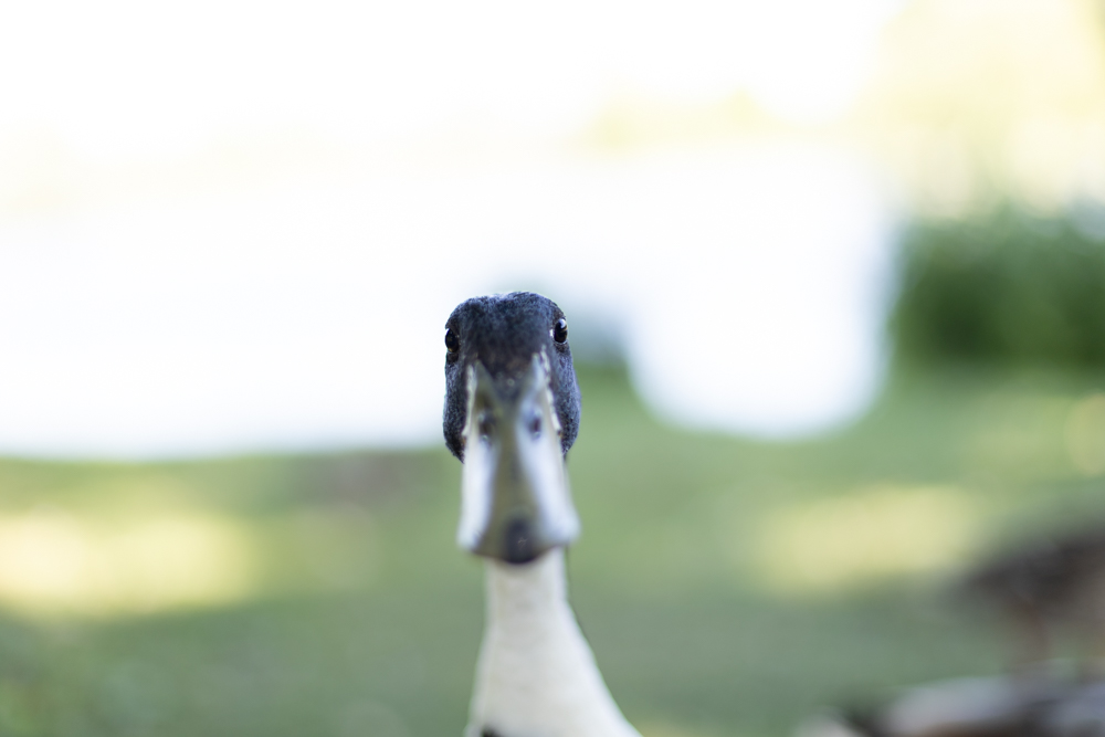 Long Duck Is Watching You